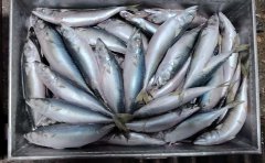 青占魚（鮐鲅魚）